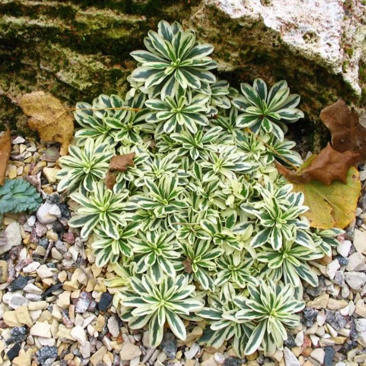 Превью изображения