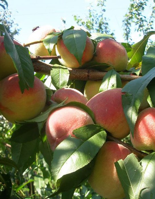 Превью изображения