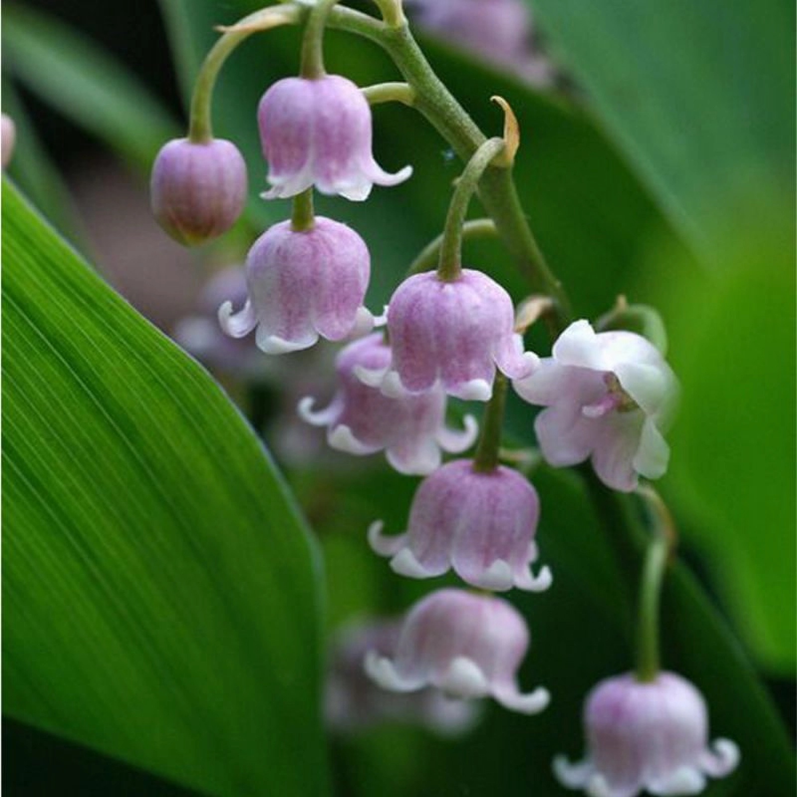 Превью изображения