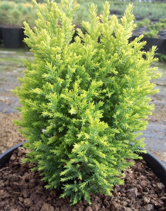 Превью изображения