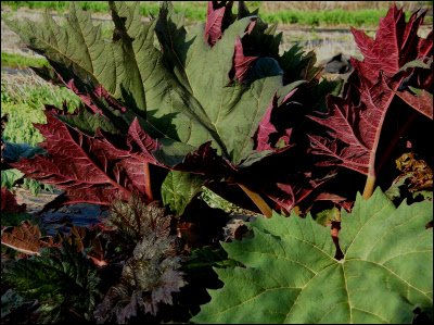 Превью изображения