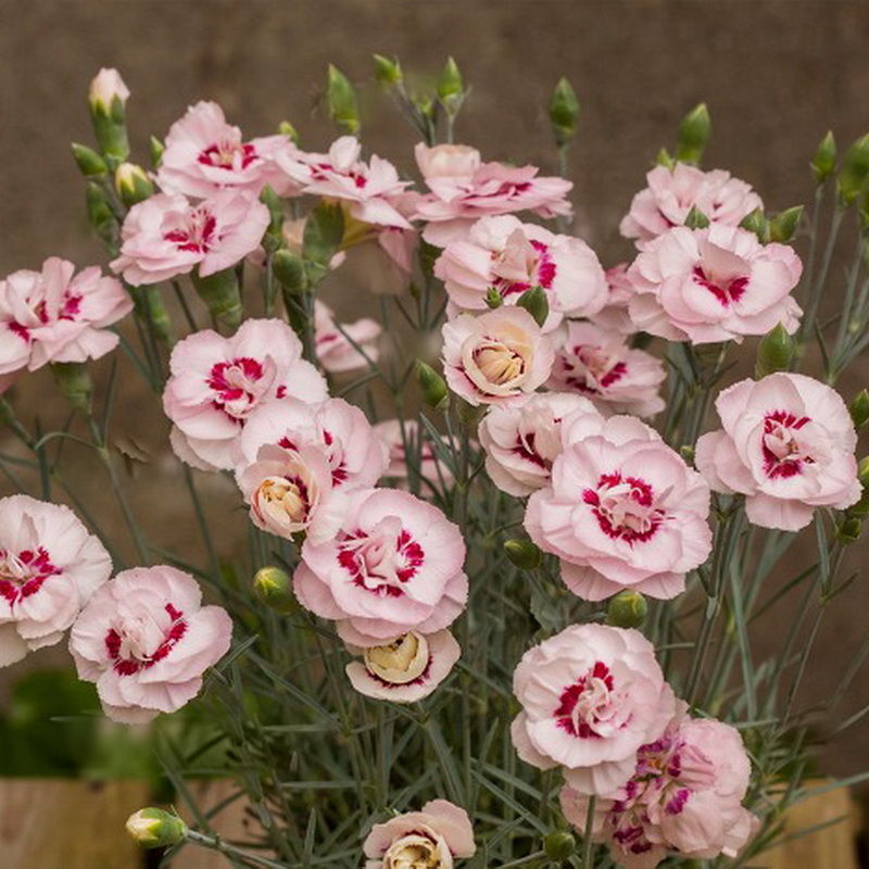 Превью изображения