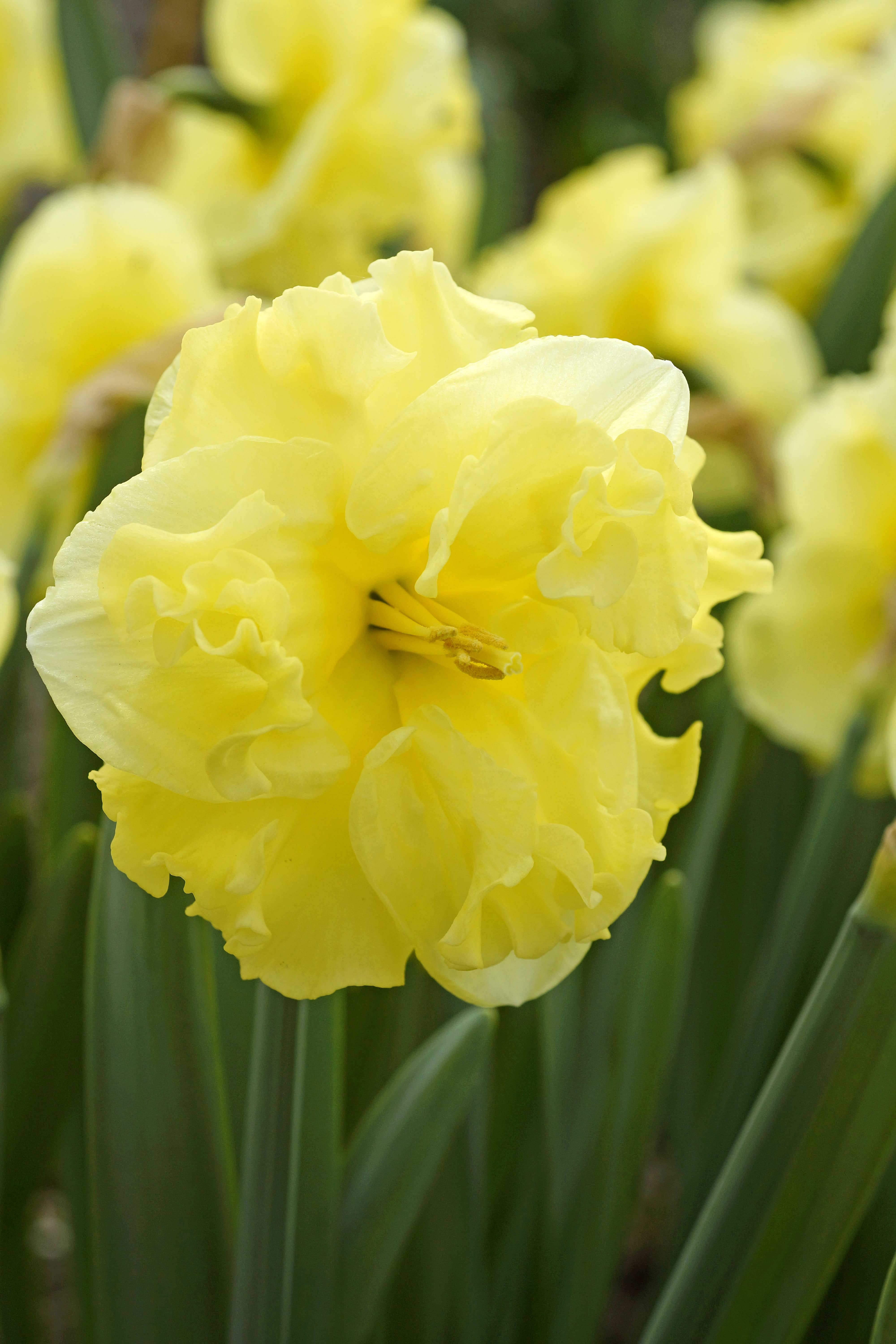 Превью изображения