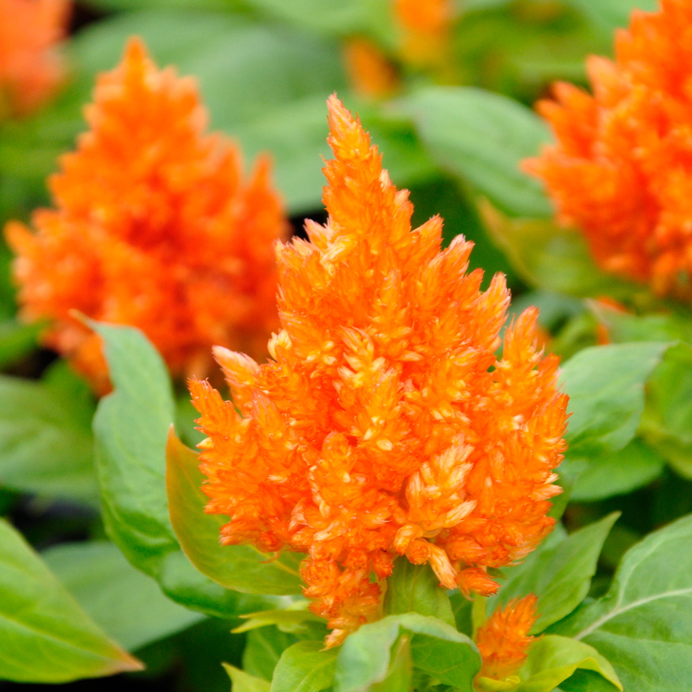 Превью изображения