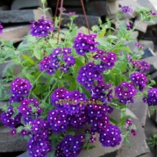 Превью изображения