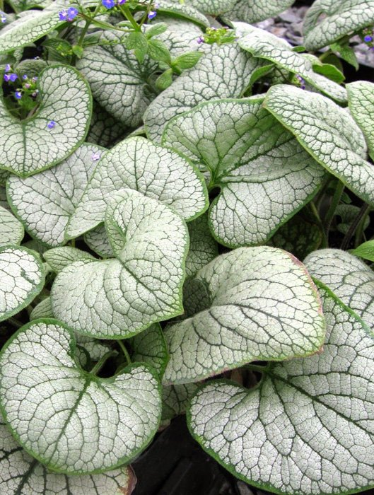 Превью изображения