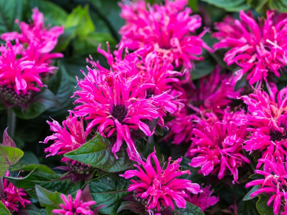 Превью изображения