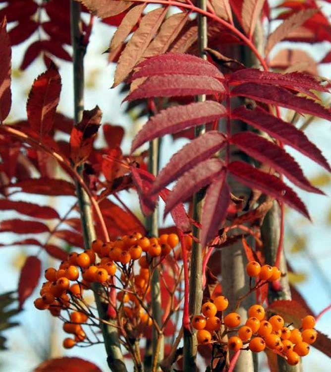 Превью изображения