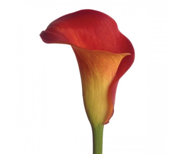 Превью изображения