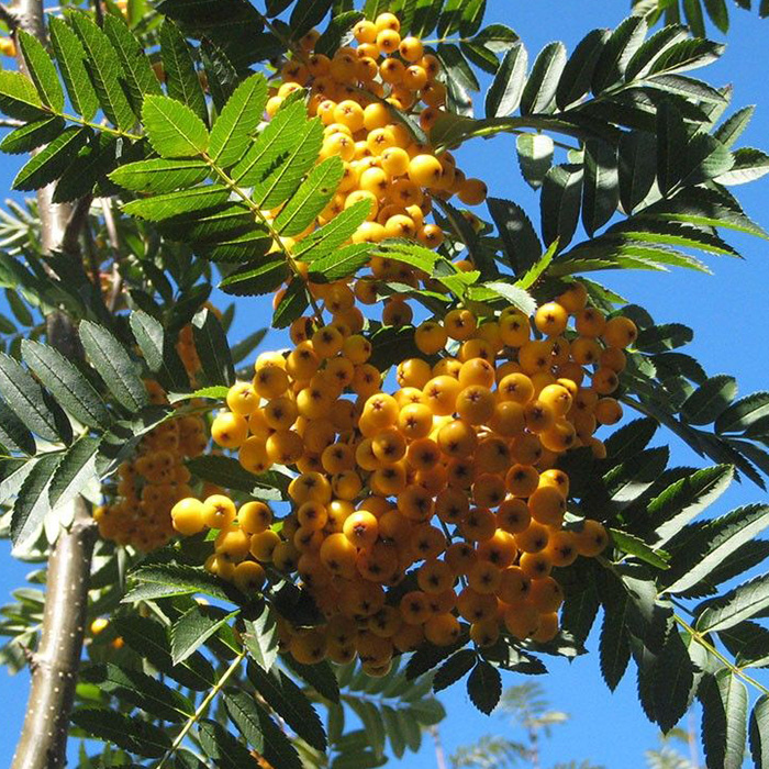 Превью изображения