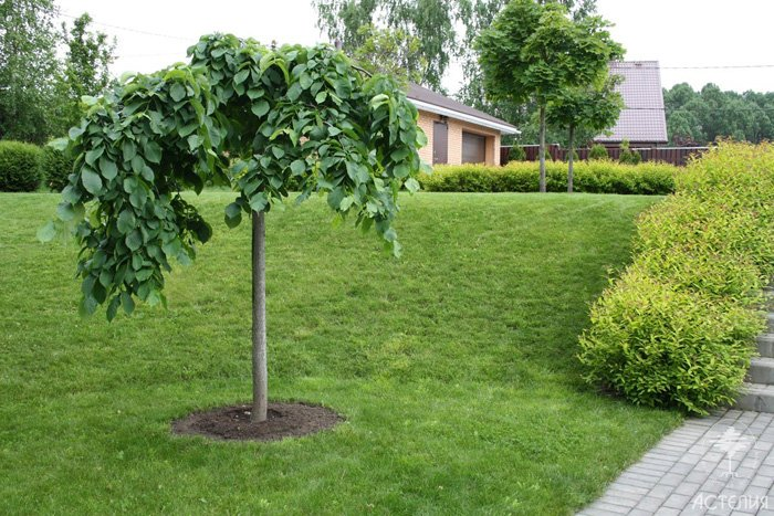 Превью изображения