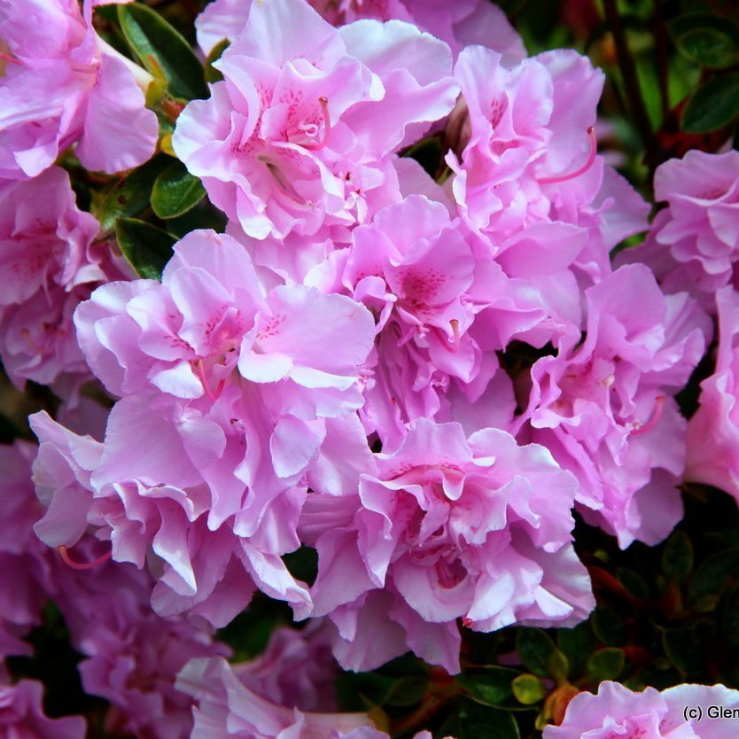 Превью изображения