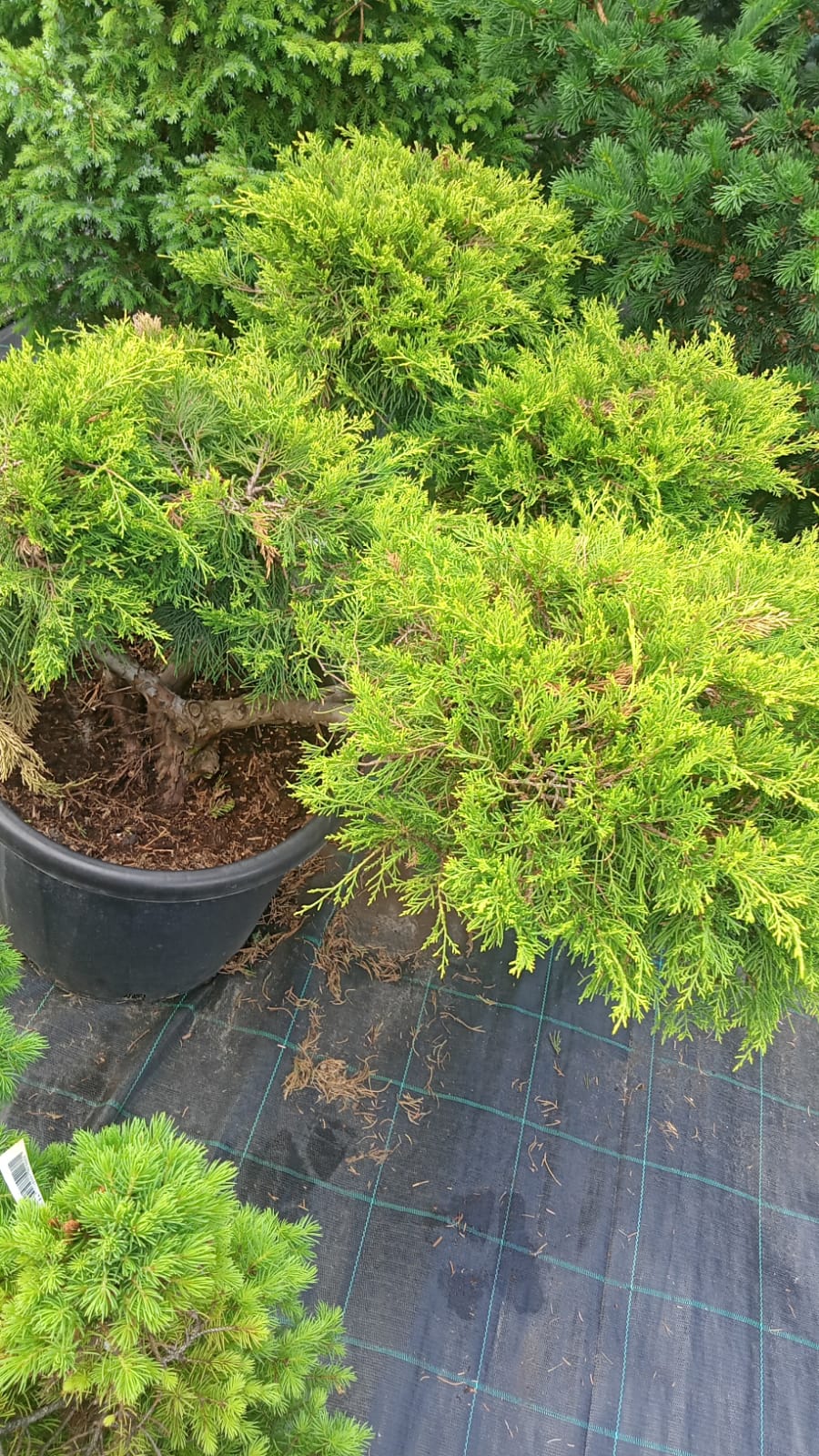 Превью изображения