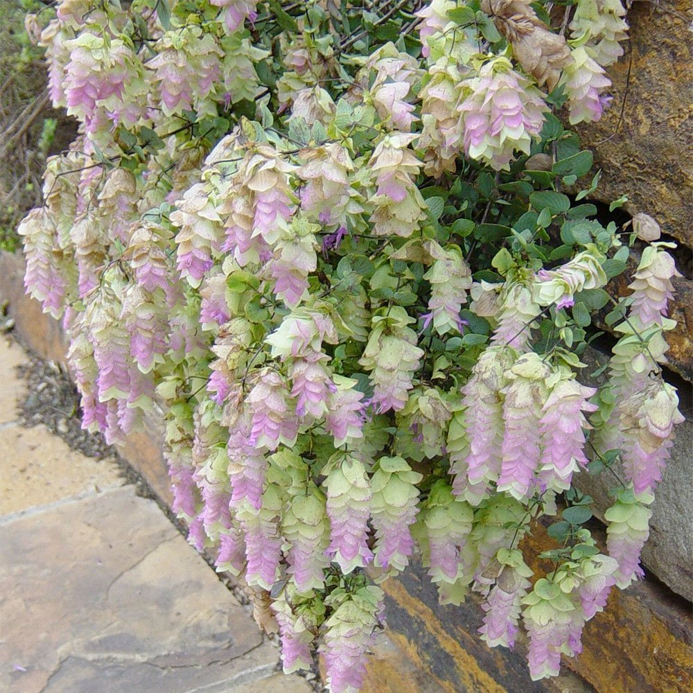 Превью изображения