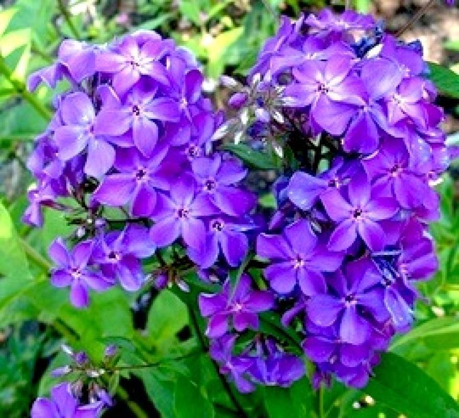 Превью изображения