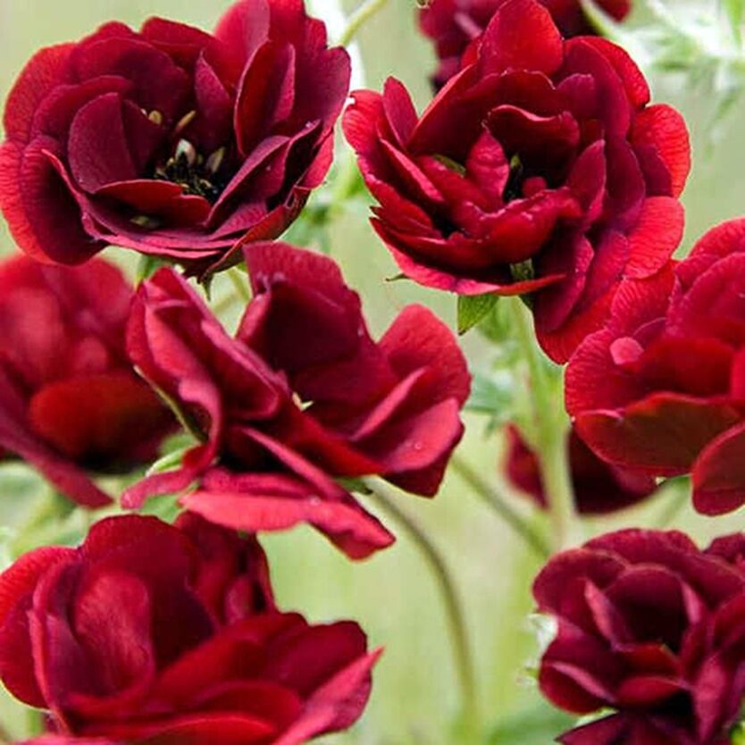 Превью изображения