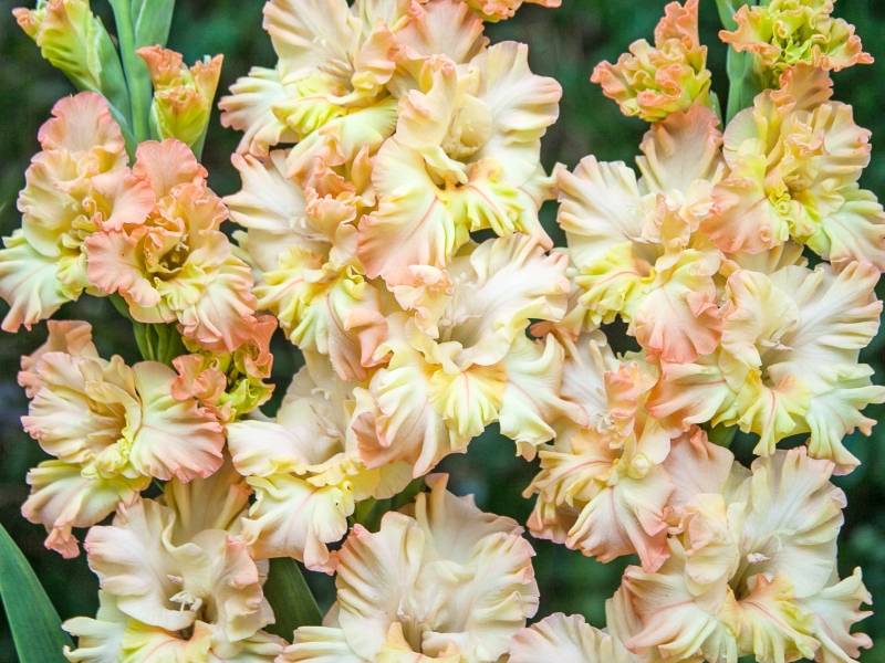 Превью изображения