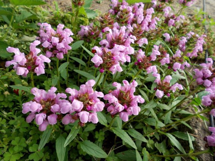 Превью изображения