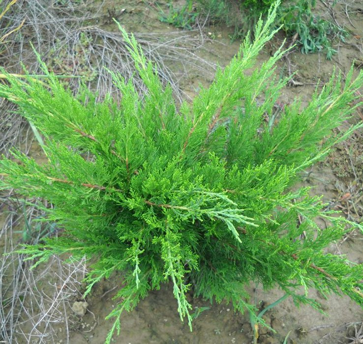 Превью изображения