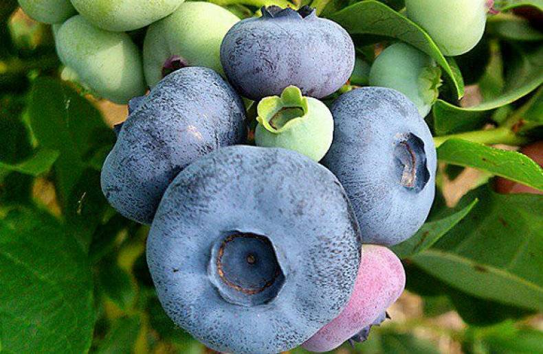 Превью изображения