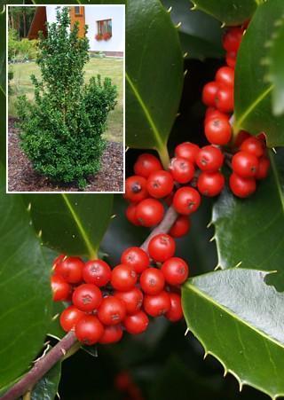 Превью изображения