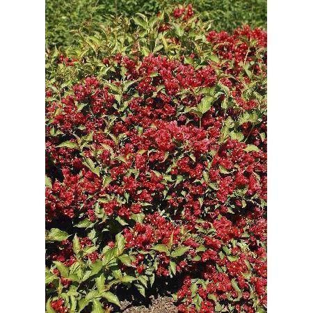 Превью изображения