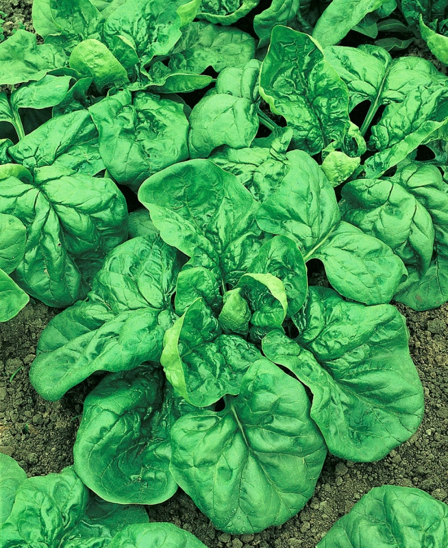 Превью изображения