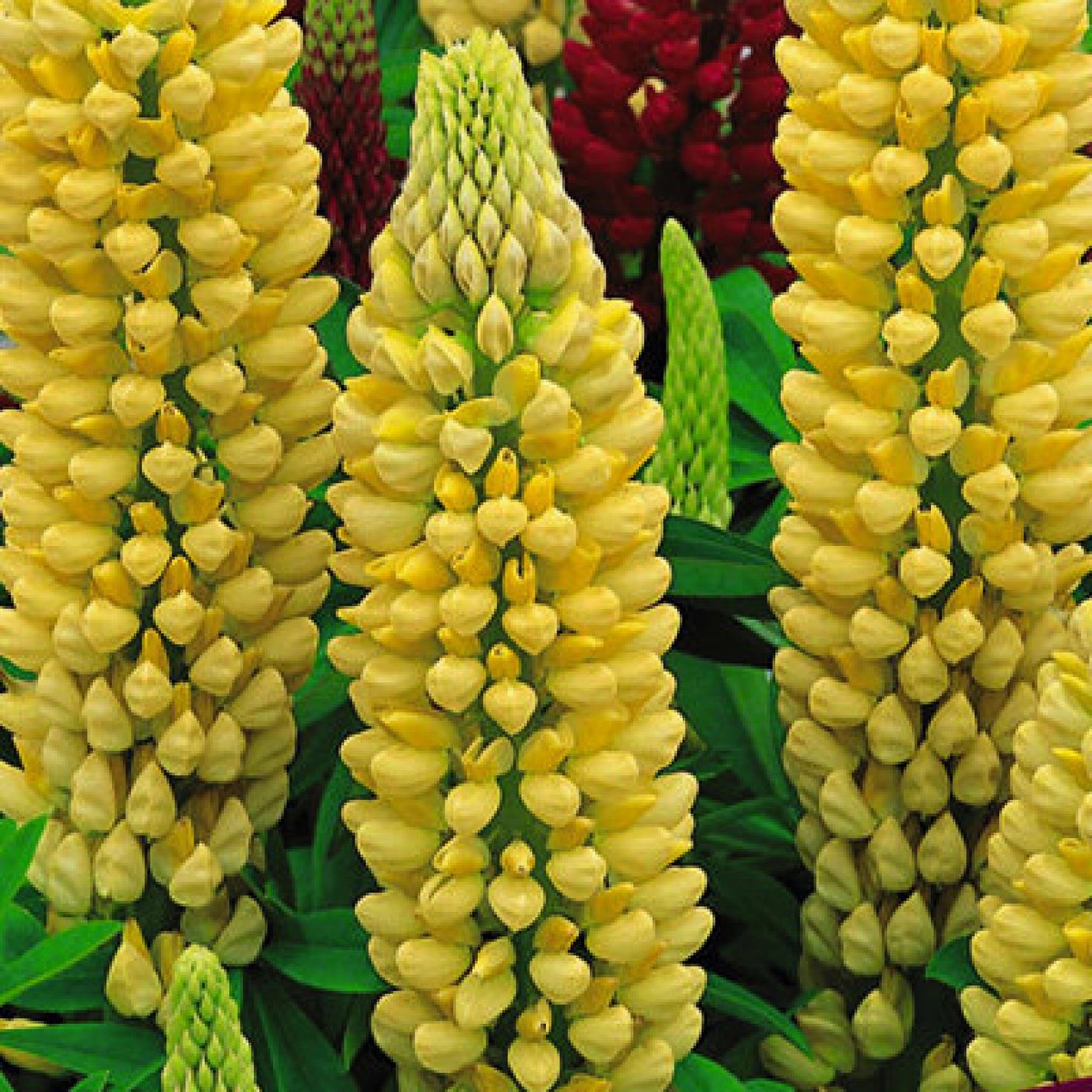 Превью изображения