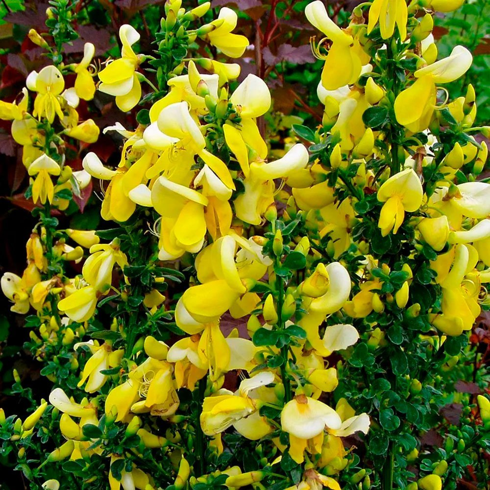 Превью изображения