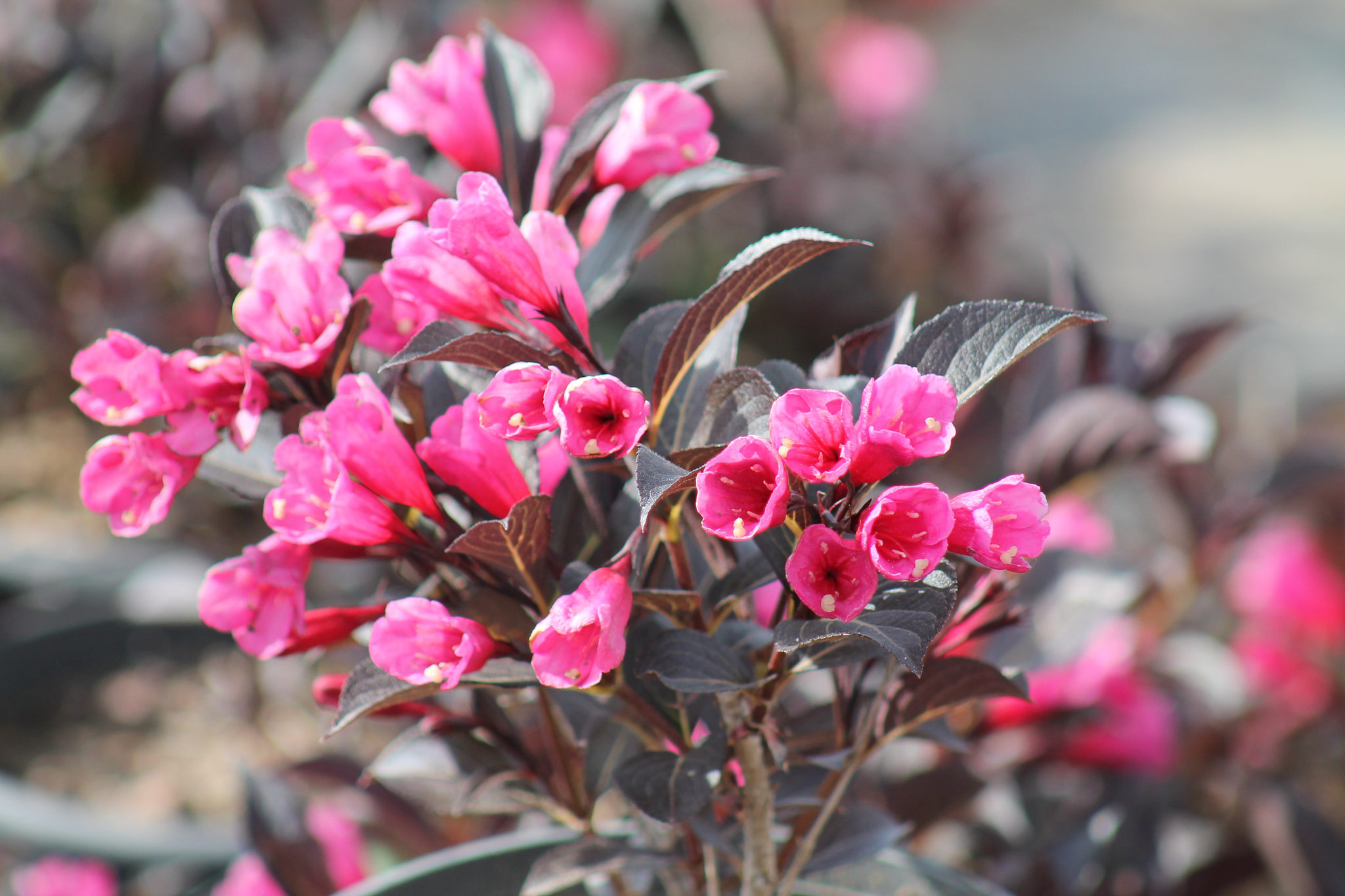 Превью изображения