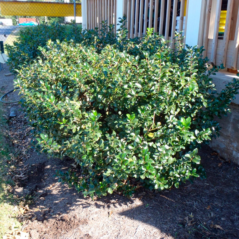 Превью изображения