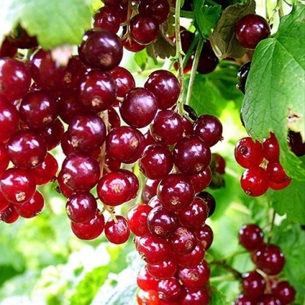 Превью изображения