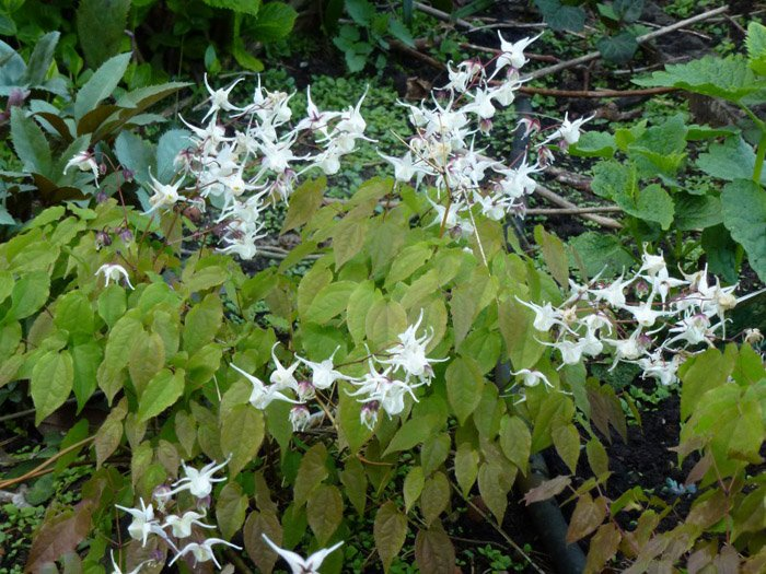 Превью изображения