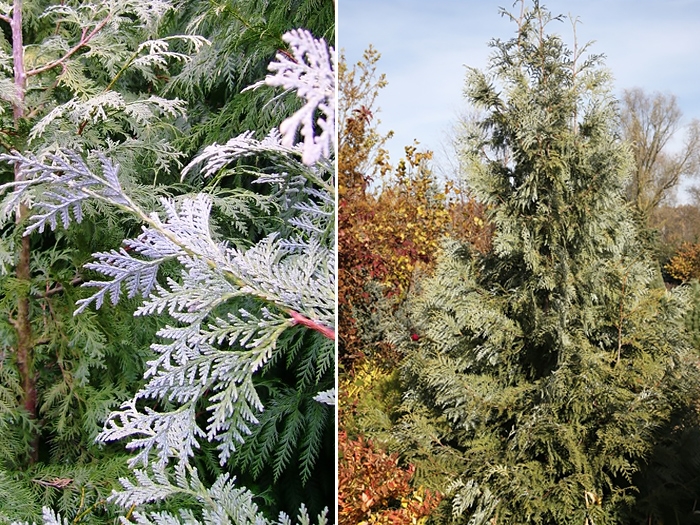 Превью изображения