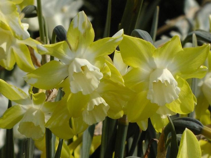 Превью изображения