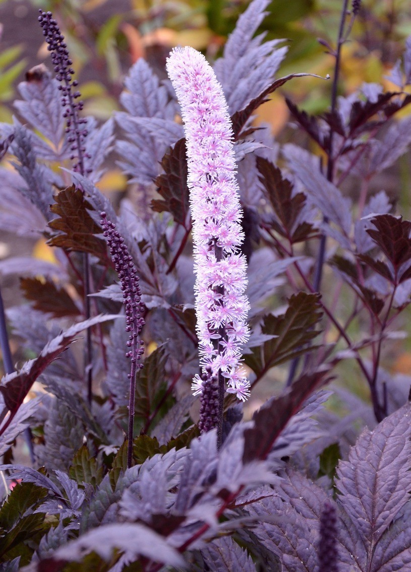 Превью изображения