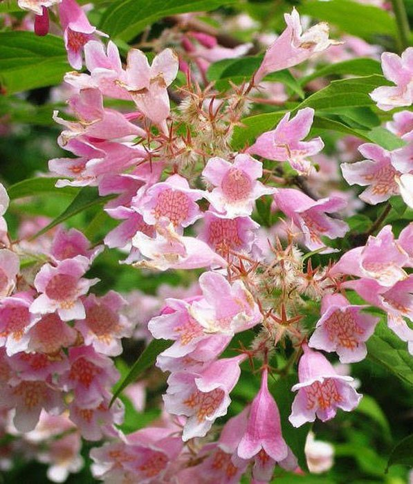 Превью изображения