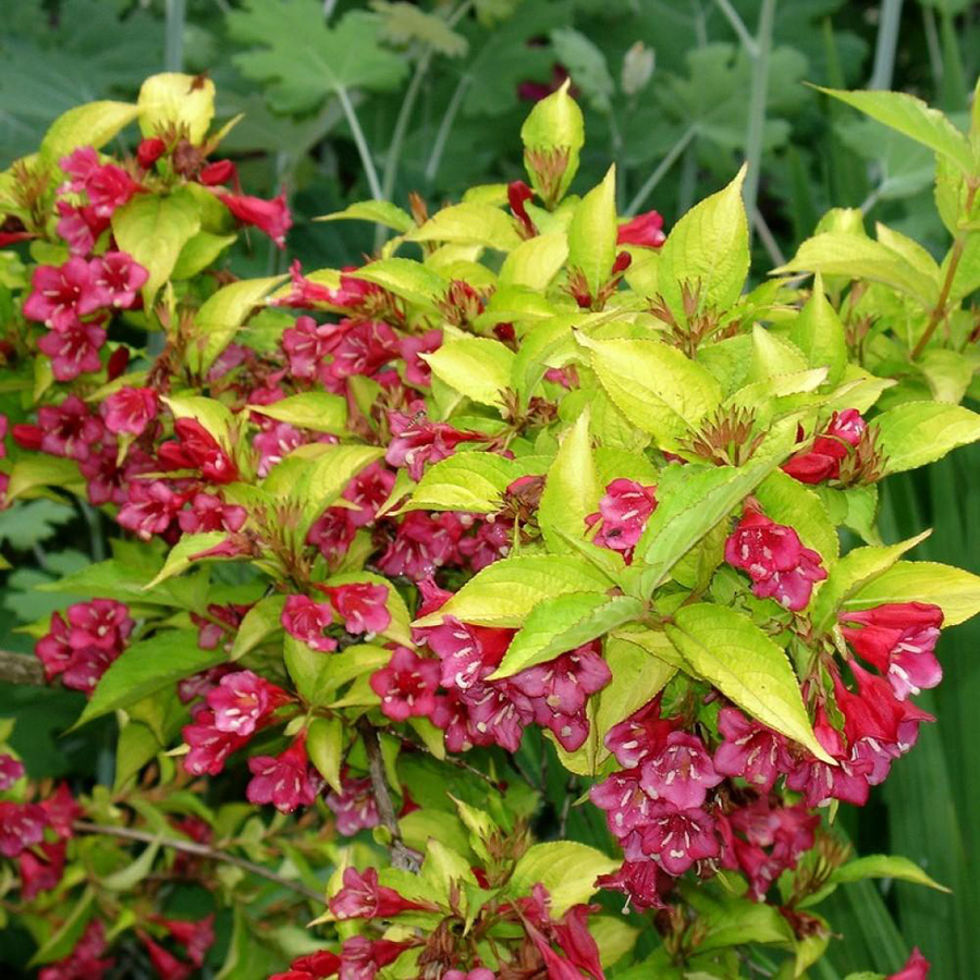 Превью изображения