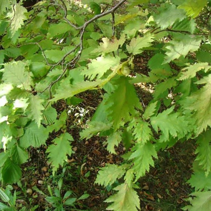 Превью изображения