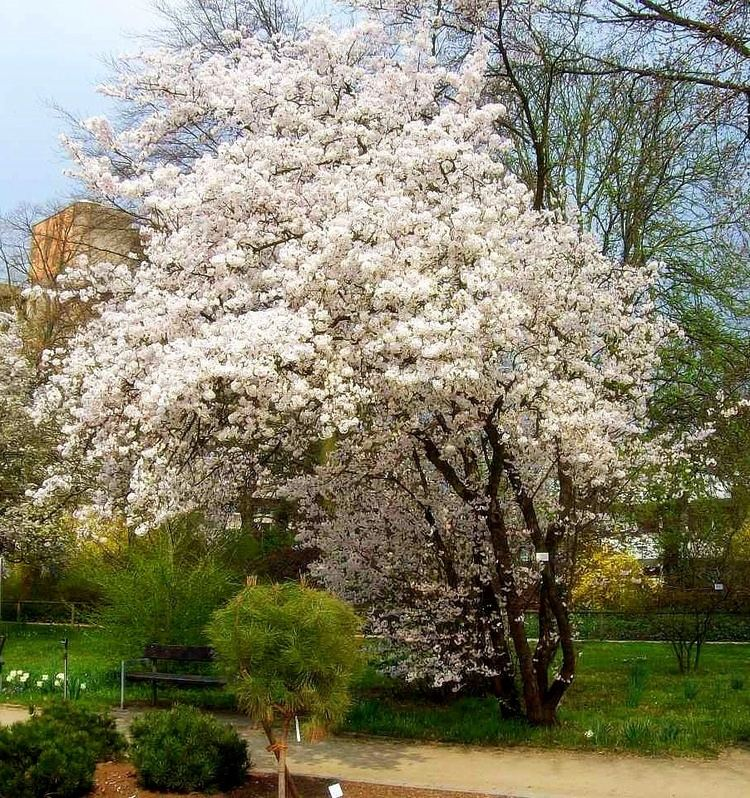 Превью изображения