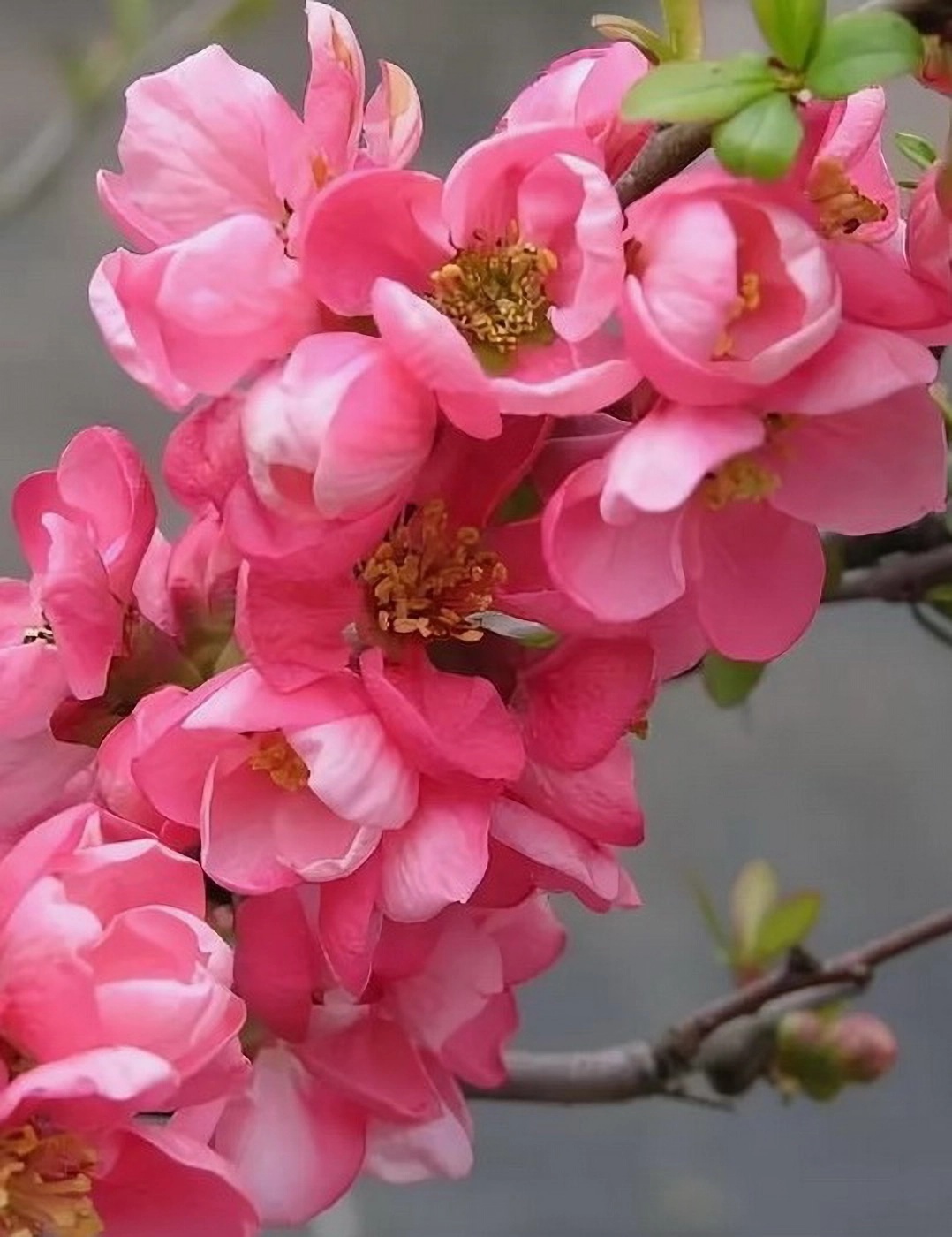 Превью изображения