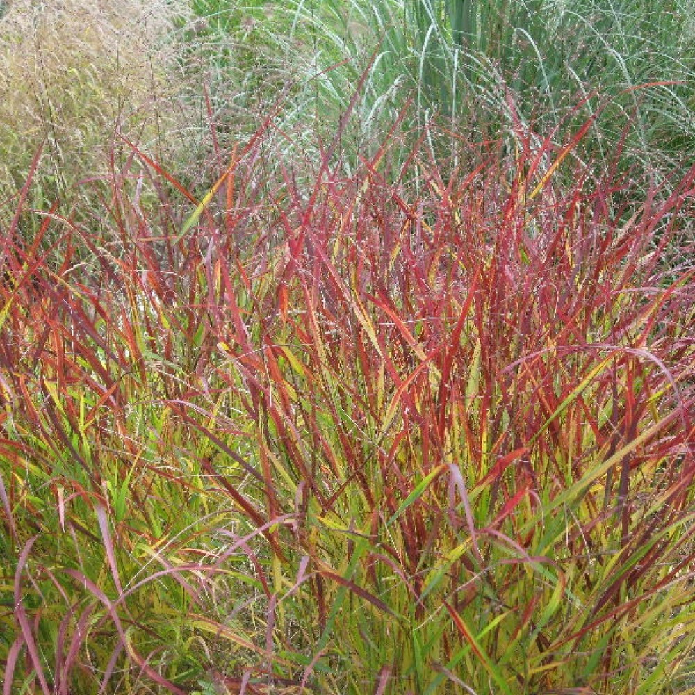 Превью изображения