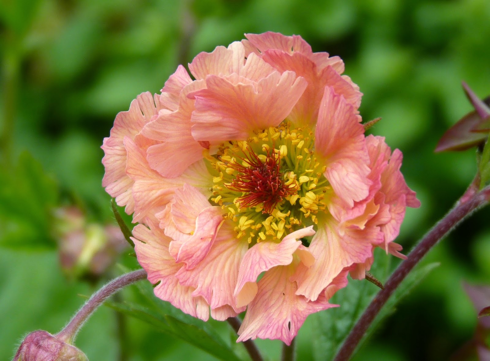 Превью изображения