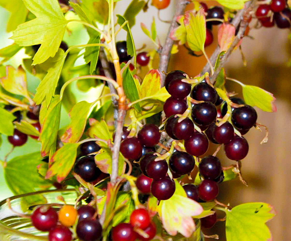 Превью изображения