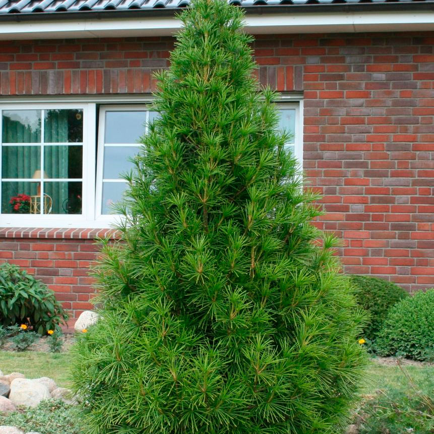 Превью изображения