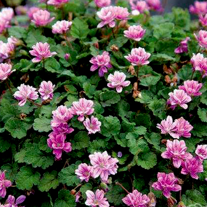 Превью изображения