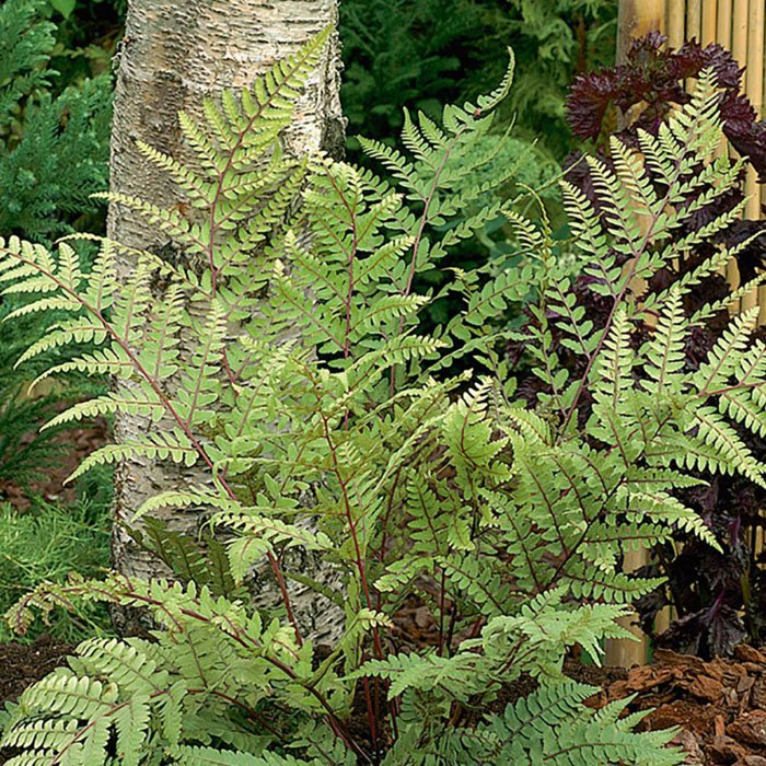 Превью изображения