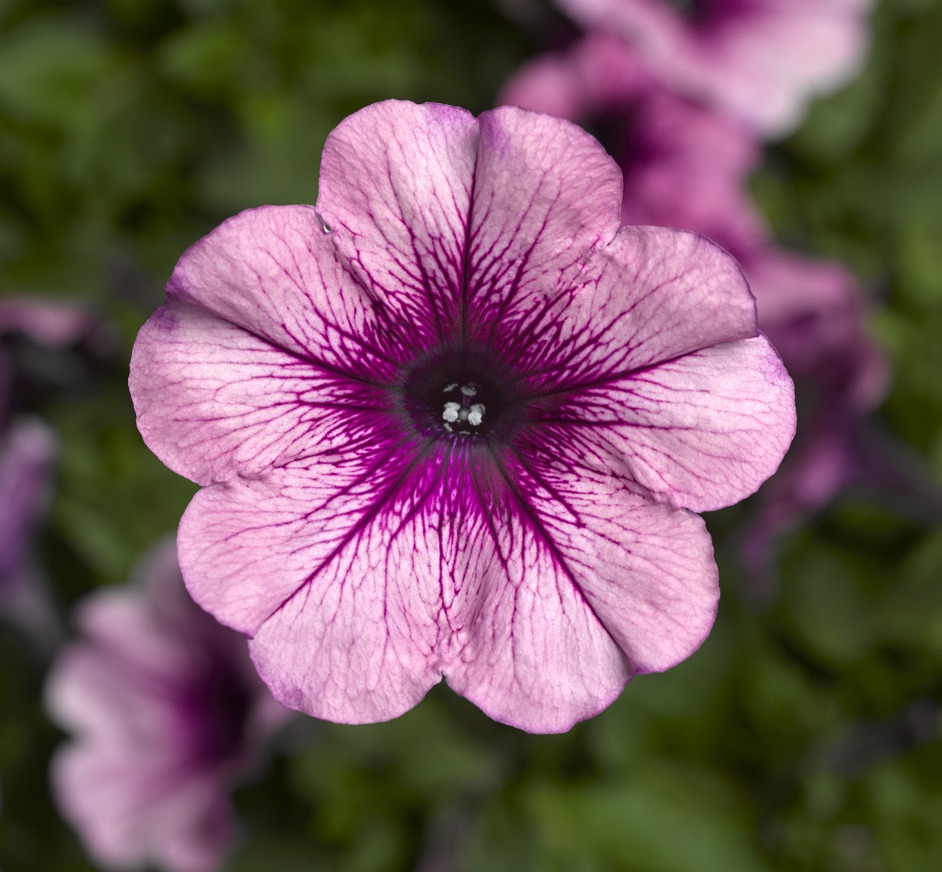 Превью изображения