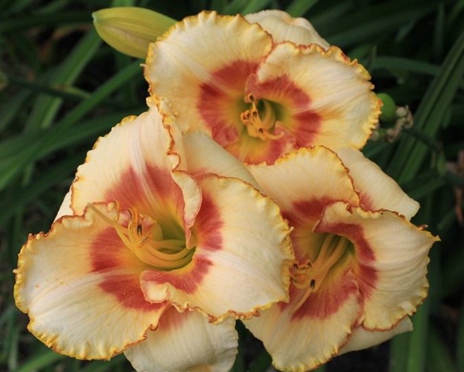 Превью изображения