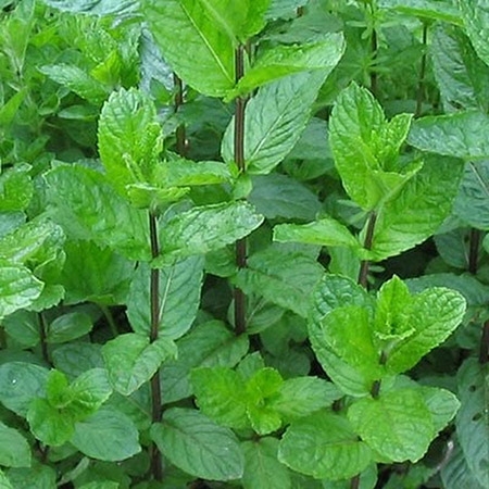 Превью изображения